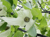 <p>Wer in der Gartenliteratur nachschlägt, findet für diesen Baum mehrere Trivialnamen und immer auch den Hinweis, dass er nur selten in Gärten und Parks…</p>