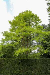 <p>Diese leider nur äusserst selten verwendete Gattung bzw. Art, die sich zu einem stattlichen Gehölz entwickelt, ist im Weinbau- oder Stadtklima…</p>