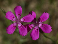 <p> Alle Jahre wieder werden bestimmte Pflanzenarten besonders hervorgehoben und zur Pflanze des Jahres gekürt.</p>