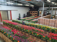 <p>Nach zwei cornabedingten Absagen soll diesen März das Tulip Trade Event wieder stattfinden. An drei Tagen,&nbsp;von Mittwoch, 23. bis Freitag, 25. März…</p>