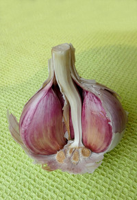 <p>Geschickt genutzt lässt sich mit Knoblauch aus dem eigenen Garten ein Feuerwerk von Aromen in die Küche zaubern. Aber auch im Topfgarten brilliert…</p>