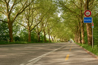 <p>Die Platanenallee an der Frauenfelderstrasse in Oberwinterthur stellt ein beeindruckendes Eingangsportal für die Stadt dar. Zur langfristigen…</p>