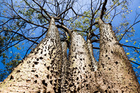 <p>Der Sandbüchsenbaum ist in seiner Heimat Mittel- und Südamerika unter dem Furcht einflössenden Namen Teufelsbaum bekannt. Dieser lässt erahnen, dass…</p>