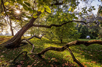 <p>Der Verein Bodenseegärten setzt Bäume in den Mittelpunkt des Gartenjahrs 2026 und lädt zu verschiedenen Veranstaltungen passend zum Motto ein.…</p>