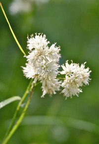 <p>Gräser werden wegen ihrer filigranen Transparenz, ihrer Leichtigkeit und ihrer vielfältigen Verwendungsmöglichkeiten in der Gartengestaltung…</p>