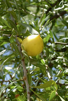 Gelbe Arganfrucht, in deren