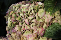 <p>Zahlreiche traditionelle Pflanzenarten wie Topfazaleen, Cyclamen oder Saintpaulien haben bei den Konsumentinnen und Konsumenten mit einem antiquierten…</p>