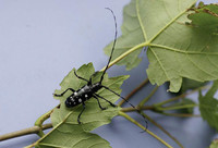 <p>Die Funde des gefürchteten Asiatischen Laubholzbockkäfers in der Schweiz mehren sich. Nachdem der gefährliche Schädling im September 2011 erstmals in…</p>