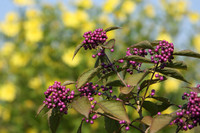 <p>Kleinwüchsige Gehölze sind nichts Neues. Vor allem im Bereich der Koniferen sind in den letzten 150 Jahren sehr viele Sorten gezüchtet worden. Nun…</p>