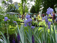 Iris pallida ‘Variegata’