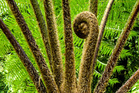 <p>Hohe, borstige, dunkle Stämme recken sich palmenartig nach oben und explodieren in einer dichten Krone zartgrüner Wedel, die sich in elegantem Bogen…</p>