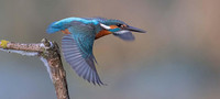 <p>BirdLife Schweiz hat die Bevölkerung dazu aufgerufen, für die Wahl des Vogels des Jahres 2026 eine Vogelart als Botschafterin für naturnahe…</p>