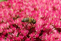 <p>Weltweit arbeiten derzeit mehrere Forscher an der Entwicklung von Minidrohnen, die in der Lage sind, mit speziellen Vorrichtungen Pollen aus Blüten zu…</p>