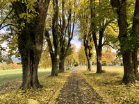<p>Forschende der ETH Zürich haben bei europäischen Laubbäumen einen selbstregulierenden Mechanismus nachgewiesen. Bäume, die im Frühling und Sommer mehr…</p>
