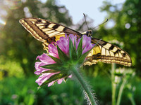 <p>Ob im Siedlungsraum oder im Privatgarten: Wie lässt sich Biodiversität fördern? Eine von UFA Samen organisierte Tagung verspricht Antworten. </p>