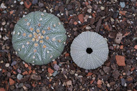 <p>Alljährlich wählen die Kakteen-Gesellschaften aus Deutschland, Österreich und der Schweiz einen Kaktus des Jahres. Für das Jahr 2012 fiel die Wahl auf…</p>