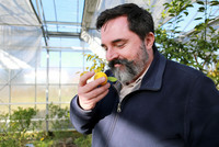 <p>Das Credo von Niels Rodin: je exotischer, desto besser. Zwischen Genfersee und Jura hat er sich ein Paradies erschaffen, in dem Zitrusfrüchte…</p>