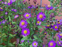 <p>Kaum eine andere Pflanzengattung verbinde ich so stark mit dem Herbst wie die Astern. Wenn ich dann bereits im August erste blühende Kalkastern…</p>