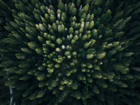 <p>Bei der Eidg. Forschungsanstalt für Wald, Schnee und Landschaft (WSL) gingen in diesem Frühjahr vermehrt Meldungen zu Frostschäden an Douglasien ein.…</p>