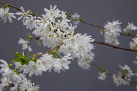<p>Die Royal Horticultural Society (RHS) kürte an der Chelsea Flower Show (21. bis 25. Mai 2024) Prunus ‘Starlight’ zur Pflanzen des Jahres 2024. Der…</p>