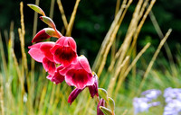 Gladiolus-Hybride ‘Ruby‘