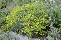 <p>Wolfsmilch ist in Deutschland die Staude des Jahres 2013, somit darf sie auch nicht im Pflanzentipp fehlen. </p>