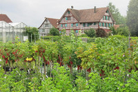 Die Häberli Fruchtpflanzen