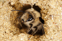 <p>Bodennistende Wildbienen sind nicht nur wichtige Bestäuber, sondern auch nützliche «Bodeningenieure». Das zeigen die Untersuchungen von Agroscope und…</p>