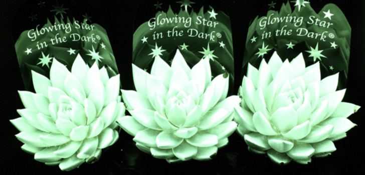 Gewinner Kategorie Verkaufskonzept