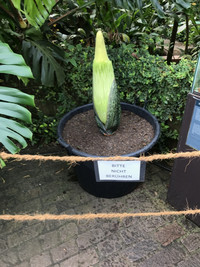 <p>Im Botanischen Garten der Universität Zürich bahnt sich ein seltenes Ereignis an. Erstmals seit 70 Jahren beginnt wieder eine Titanwurz zu blühen. Sie…</p>