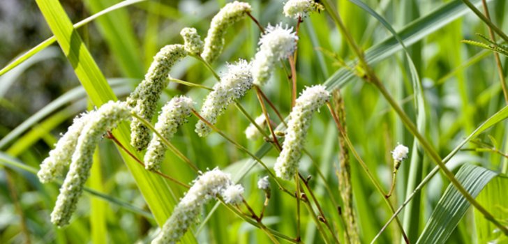 Die imposante Sanguisorba