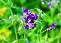 <p>Die Art ist vor allem in den subalpinen Gegenden Europas anzutreffen, so auch in der Schweiz, wo sie in Hochstaudenfluren, entlang von Bächen und…</p>