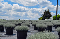 <p>Seit Christoph Tschopp sie vor über sieben Jahren ins Leben rief, hat sich die «Säntispracht»-Marke fest im Schweizer Pflanzenhandel etabliert. In…</p>