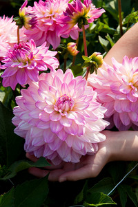 <p>Im vergangenen Juni wurde der FleuroStar Award 2020/2021 verliehen. Er ging an die grossblumige Dahlia ‘Sincerity’ von Syngenta Flowers. Das…</p>