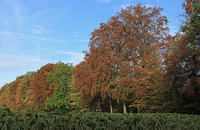 <p>Der Sommer 2018 war sehr trocken. Vielerorts verfärbte sich das Buchenlaub schon im Juli. Untersuchungen der Eidg. Forschungsanstalt für Wald, Schnee…</p>