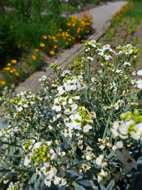 <p>Als eines der ersten erntereifen Gemüse im Frühling liefert der Meerkohl zarte Sprossen mit einem delikaten Blumenkohlaroma. Unkompliziert und robust…</p>