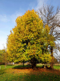 <p>Bundesumweltministerin Dr. Barbara Hendricks und Dr. Silvius Wodarz, Präsident der Baum-des-Jahres-Stiftung, haben am 16. Oktober 2014 in Berlin den…</p>