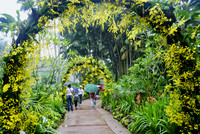 <p>Der nationale «Orchid Garden» in Singapur ist weltweit unerreicht in der Vielfalt der gezeigten Orchideen im tropischen Ambiente. Es ist ein…</p>