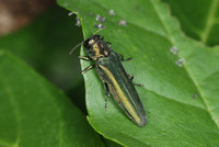 <p>Das Eschentriebsterben hat schon 90 % der Eschen in Mitteleuropa befallen. Zusätzlich bedroht ein invasiver Käfer die Bäume. Nun überrascht die Eidg.…</p>