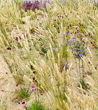 <p>Seit Anfang Juli 2025 erblüht in Hamburgs beliebtestem Park Planten un Blomen der «Garten der Wildpflanzen». Er ist für Parkbesucher zugänglich, lockt…</p>