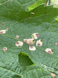 <p>Die Zahl gebietsfremder Arten, sogenannter Neobiota, steigt in der Schweiz stetig. Einige dieser Organismen verursachen hohe Schäden. Auf der…</p>