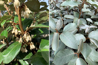 <p>Die Ölweide (Elaeagnus x ebbingei) passt in unsere Gärten. Besonders die steigende Nachfrage nach immergrünen, robusten Hecken- oder…</p>