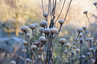 <p>Trotz des verheissungsvollen Artnamens, der übersetzt «grossartig» heisst, schafft es diese Grossstaude kaum, an den Mann oder die Frau zu kommen. Was…</p>