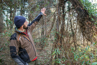 <p>In den Wäldern breitet sich die halb-immergrüne Schlingpflanze Henrys Geissblatt (Lonicera henryi) aus. Sie verhält sich invasiv und muss von den…</p>