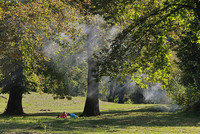 <p>Die Edelkastanie ist vor allem in der Südschweiz heimisch. Mit dem Klimawandel könnte der Baum auch auf der Alpennordseite vermehrt autochthon werden…</p>