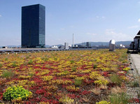 <p>Der Kanton Basel-Stadt stellt ein Erklärvideo mit dem Titel «Grüne Dächer für Basel – Dachbegrünung kurz erklärt» zur Verfügung. </p>