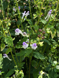 <p>Mein gärtnerischer Blick richtete sich in den letzten Monaten auf Stauden, die Hitze und Trockenheit gut überstehen. Täglich bin ich am…</p>