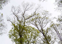 Widerstandsfähige Eichen – Mit neuen Biomarkern robuste Bäume selektieren <p>Durch den Klimawandel sind wärmeliebende Waldschädlinge wie der Eichenwickler auf dem Vormarsch. Doch nicht alle Eichen sind wehrlos:  Es gibt Typen,…</p>