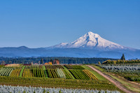 <p>Der Autor hat vor zwei Jahren ein mehrmonatiges Praktikum in zwei Baumschulen im Nordwesten der Vereinigten Staaten absolviert. Er berichtet von…</p>