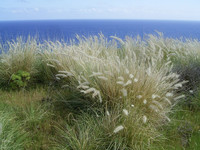 <p>Die EU-Liste über invasive, gebietsfremde Arten wird überarbeitet. Ende März schickte die Europäische Kommissionen ihren Entwurf des Updates in die…</p>